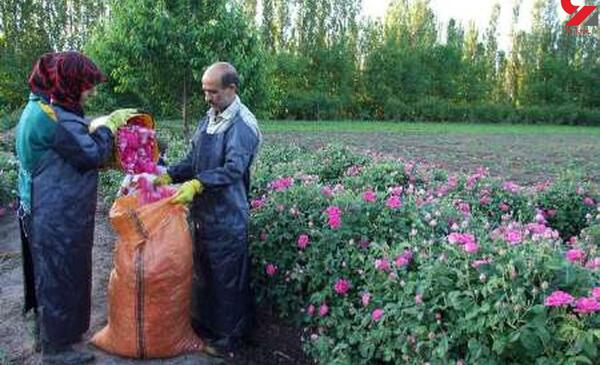 عکس سوتی گل محمدی