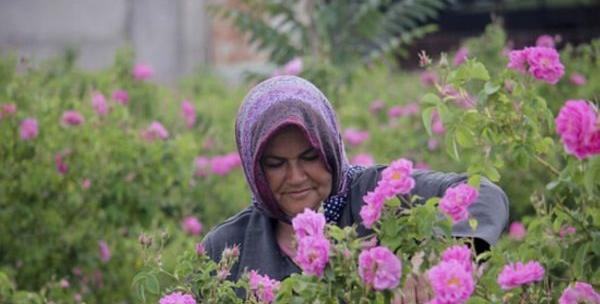 عکس سوتی گل محمدی