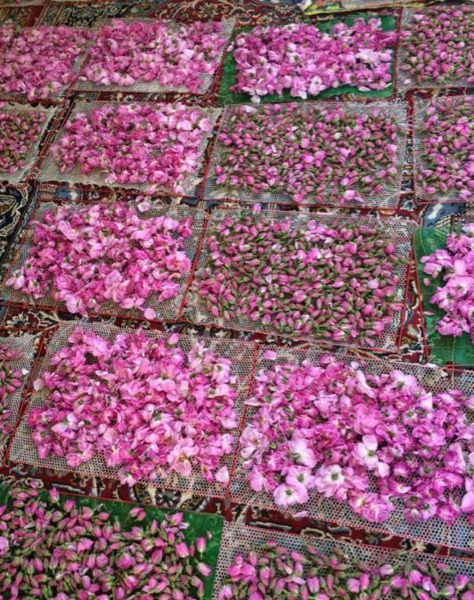 عکس سوتی گل محمدی