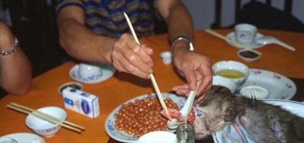 عکس غذای ممد قلی