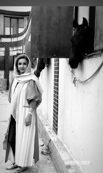عکس ممد قلی گاو