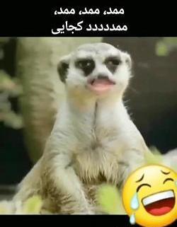 عکس ممد قلی گونی