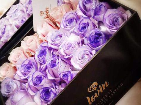 عکس دسته دخترانه