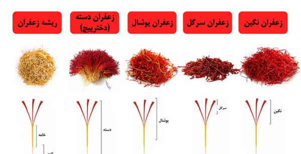 عکس دسته زعفران