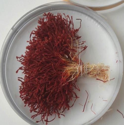 عکس دسته زعفران