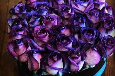 عکس زیباترین دسته گل های جهان