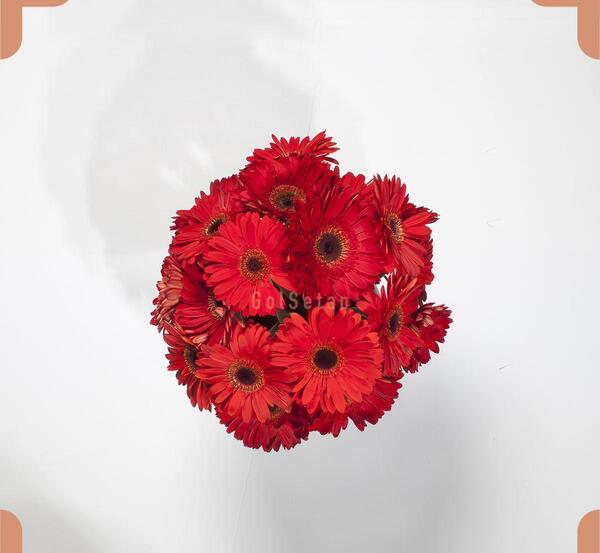 عکس دسته گل ژربرا