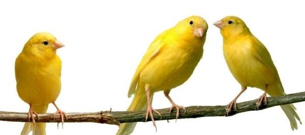 عکس دسته قناری