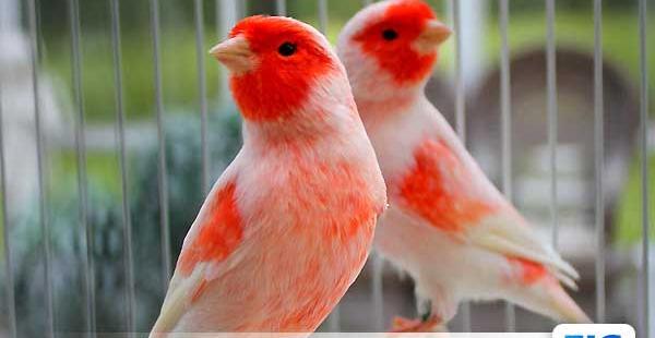 عکس دسته قناری