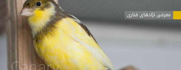 عکس دسته قناری