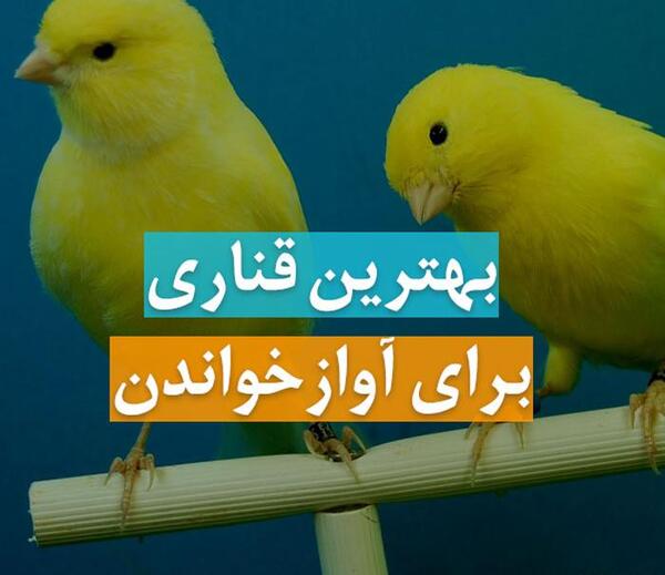 عکس دسته قناری