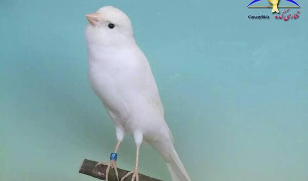 عکس دسته قناری
