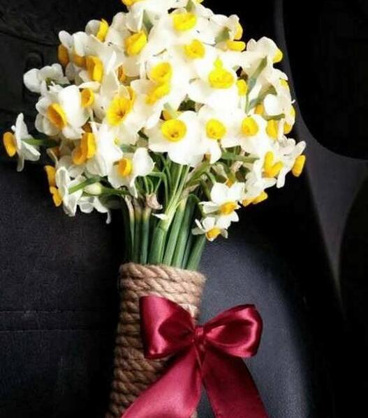 عکس دسته نرگس