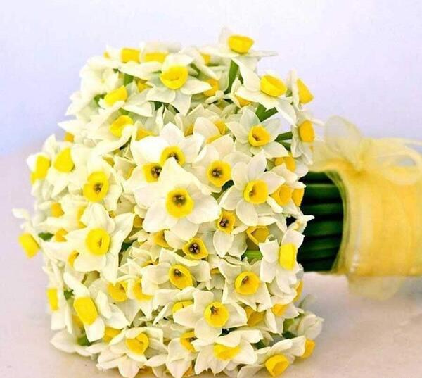 عکس دسته نرگس