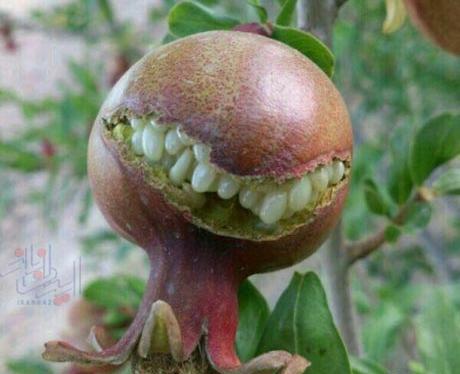 عکس طنز مدیر گروه تلگرام