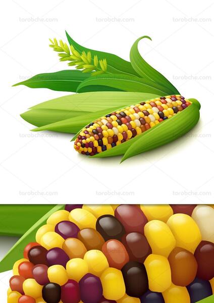 عکس لوگوی ذرت مکزیکی