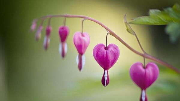 عکس دسته گل full hd