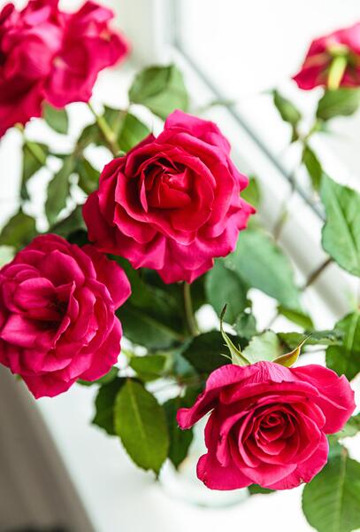 عکس hd دسته گل