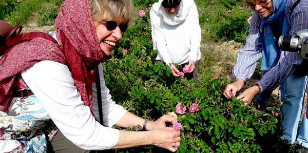 عکس مراسم گلاب گیری در کاشان