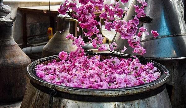 عکس مراسم گلاب گیری در کاشان