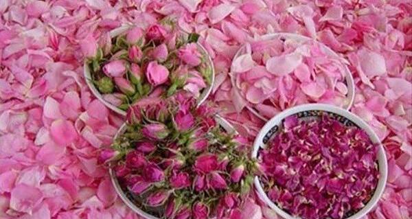 عکس مراسم گلاب گیری در کاشان