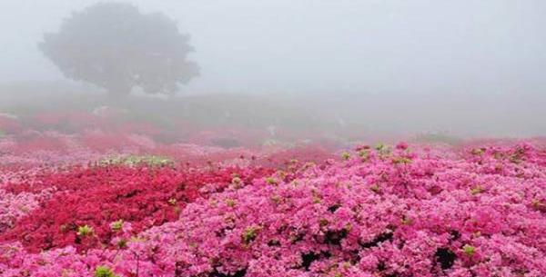 عکس مراسم گلاب گیری در کاشان