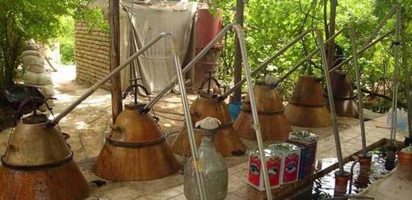 عکس مراسم گلاب گیری در کاشان
