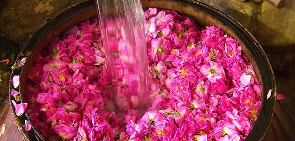 عکس مراسم گلاب گیری در کاشان