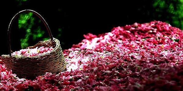 عکس مراسم گلاب گیری در کاشان