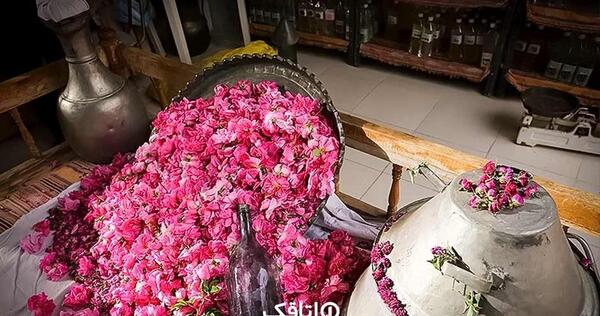 عکس مراسم گلاب گیری در کاشان