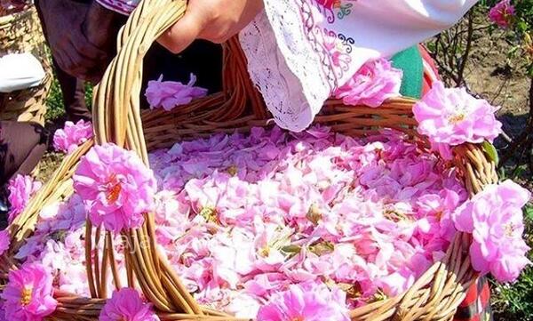 عکس مراسم گلاب گیری