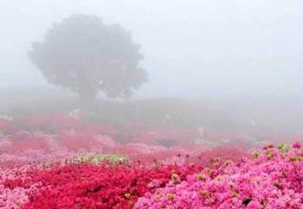 عکس مراسم گلاب گیری
