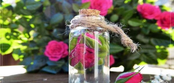 عکس مراسم گلاب گیری
