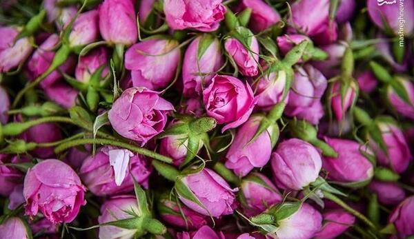 عکس مراسم گلاب گیری