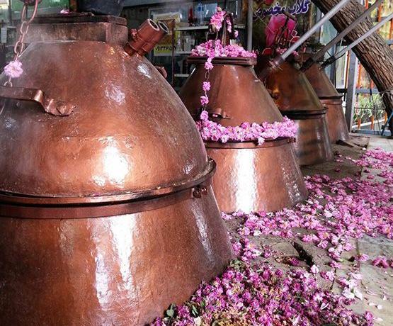عکس مراسم گلاب گیری
