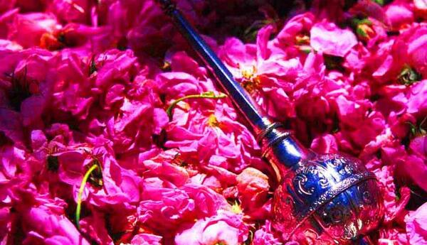 عکس مراسم گلاب گیری
