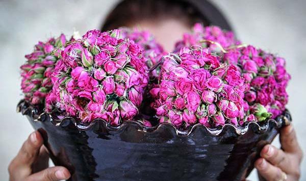 عکس مراسم گلاب گیری کاشان