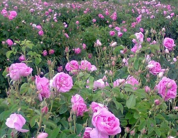 عکس مراسم گلاب گیری کاشان