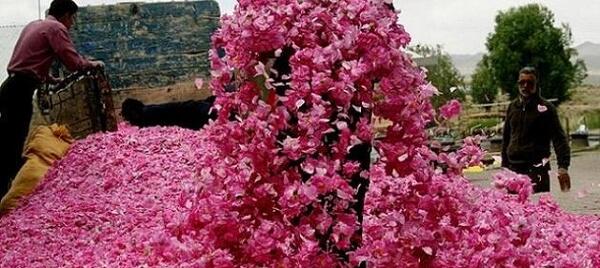 عکس مراسم گلاب گیری کاشان