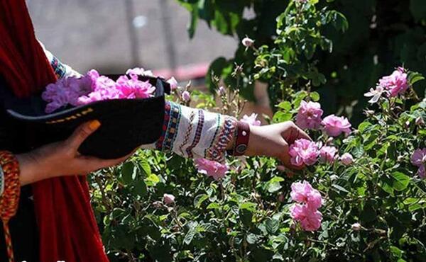 عکس مراسم گلاب گیری کاشان