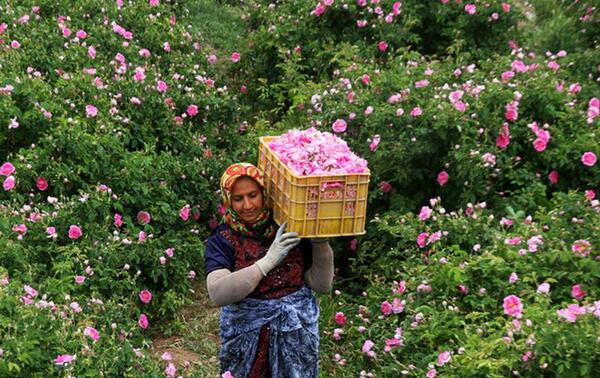 عکس مراسم گلاب گیری کاشان