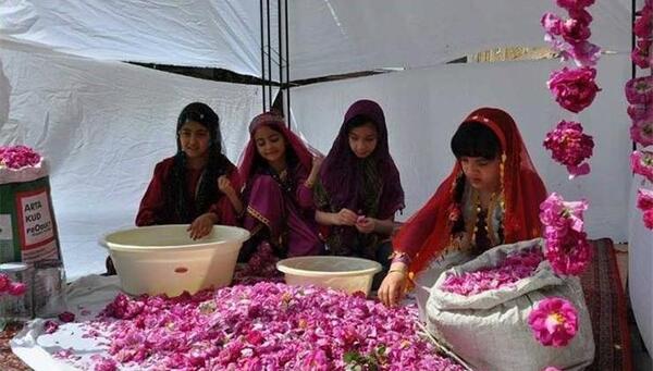 عکس مراسم گلاب گیری کاشان