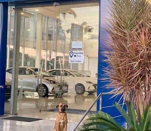 عکس نمایندگی هیوندای