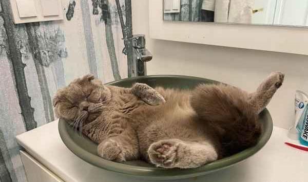 عکس هانده ارچل با گربه