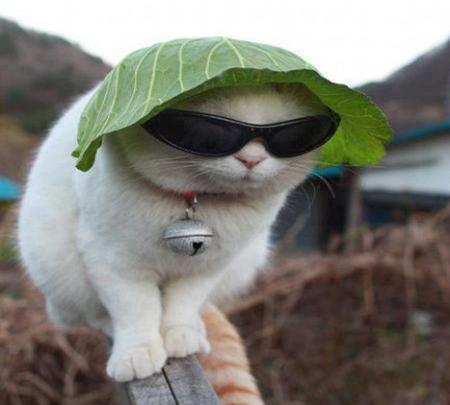 عکس کیوت حیوان