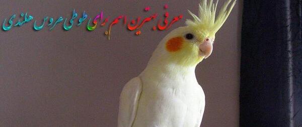 عکس کیوت عروس هلندی