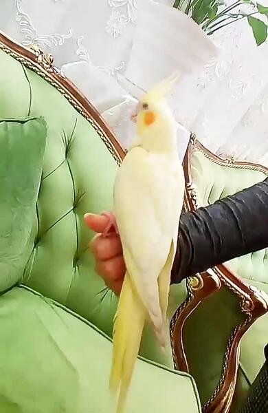 عکس کیوت عروس هلندی