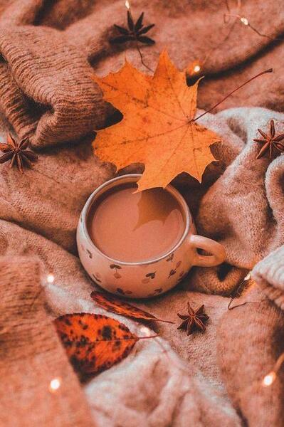 عکس کیوت قهوه ای