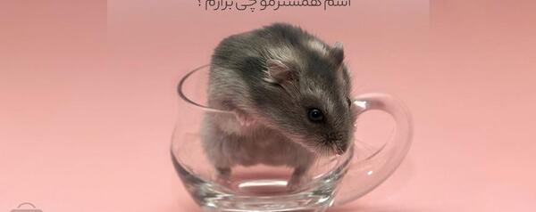 عکس کیوت همستر