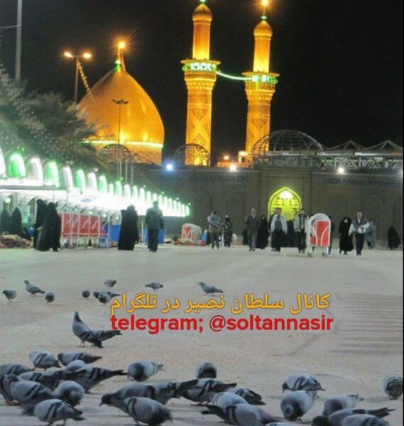 عکس کبوتر کربلا